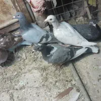 کفتر جوونه نر|پرنده|جلگه ماژان, |دیوار