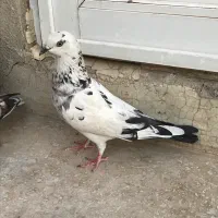 کفتر|پرنده|قم, سعادتی|دیوار