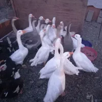 فروش غاز محلی|حیوانات مزرعه|نقده, |دیوار