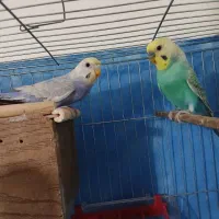 فروش دو جفت مرغ عشق