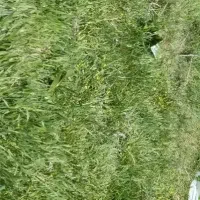 زمین تا هرمقدار در مرکز لوداب شهر گراب