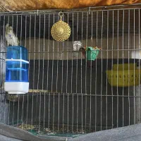 قفس معاوضه|لوازم جانبی حیوانات|تهران, علم و صنعت|دیوار