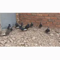 کبوتر پلنگ نر و مایه