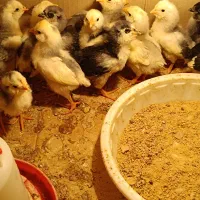 فروش جوجه و تخم‌مرغ گلین طوسی