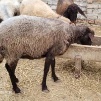 یک راس شیشک جنس اصل|حیوانات مزرعه|گمیشان, |دیوار