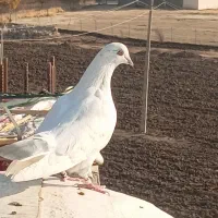 یک جفت کبوتر|پرنده|مریوان, |دیوار