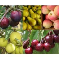 انواع نهال و درخت میوه در نهالستان خرم ، گلخانه