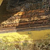 زنبور عسل|حیوانات مزرعه|اراک, |دیوار