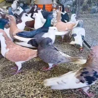 دسته سبز و کوهی و رنگی وبهبهونی|پرنده|فولادشهر, زاینده رود|دیوار