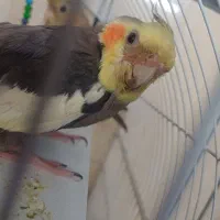 عروس هلندی|پرنده|خرمدره, |دیوار