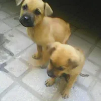 دوتوله سگ نژاد دار پیت بول|سگ|کرمانشاه, |دیوار