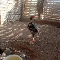 خروس|حیوانات مزرعه|ایرانشهر, |دیوار