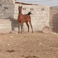 عبدالخان