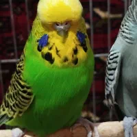 مرغ عشق اینگیلیسی