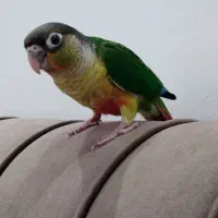 کرنچیک دستی قیمت فقط ۲۷۰۰