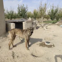 سگ نگهبان با نژاد دار|سگ|گلبهار, نوبهار|دیوار