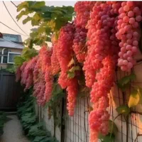 فروش درختان خوشه ای|گل و گیاه طبیعی|مهریز, |دیوار