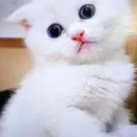 پیشی های کیوت میوت|گربه|بندرعباس, |دیوار