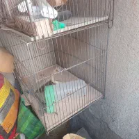 دوعدد قفس قناری بزرگ