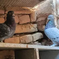 کفر زینتی و پرشی