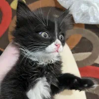 واگذاری گربه|گربه|قزوین, |دیوار