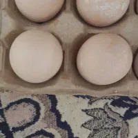 تخم مرغ گلین