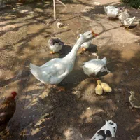 فروش تعدادی قو غاز و غاز محلی اردک خارجی گاز جوجه|حیوانات مزرعه|اردبیل, |دیوار