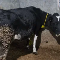 دوتا گاو ابستن