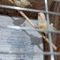 قناری سرامیکی