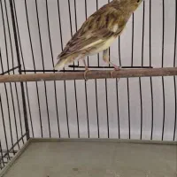 ماده قناری و گلبسر