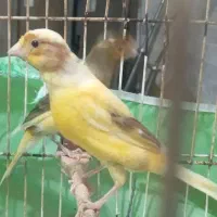 قناری نر سبز ماده زرد جوان آماده جفت|پرنده|رشت, بازار|دیوار