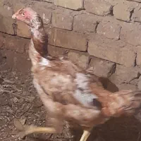 لاری تخم گذار بهترین