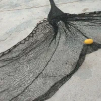 جل میگو و تخته
