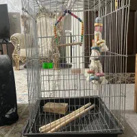 قفس و کیف پرنده