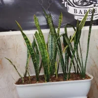 گل سانسوریا ابلغ و معمولی