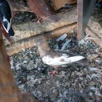 سه تا سینه ای ماده|پرنده|شیراز, مسلم|دیوار
