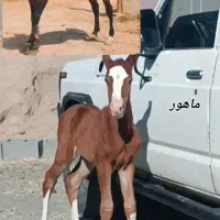 اسب|اسب و تجهیزات اسب‌سواری|کهریزک, |دیوار