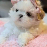 سگ پشمالو فنجونی شیتزو مینیاتوری