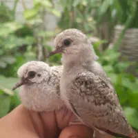 کبوتر الماسی