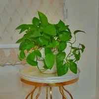 گلدان. گلدان پتوس|گل و گیاه طبیعی|تهران, شهرک ولیعصر جنوبی|دیوار