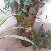 تعدادی گل پتوس و اشک ملکه و استند درخت