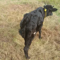 ورزا کوله|حیوانات مزرعه|سنگر, |دیوار