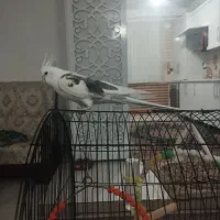 عروس هلندی سخنکو فول اهلی|پرنده|مرند, |دیوار