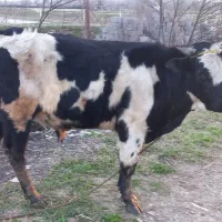 ورزا دو رگ|حیوانات مزرعه|رشت, صفاری|دیوار