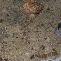 تخم مرغ محلی اصل نطفه دار|حیوانات مزرعه|رامهرمز, |دیوار