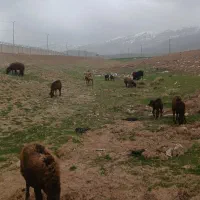 25عدد میش وکاوه افشاری داشتی دورود