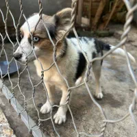 هاسکی پا کوتاه|سگ|لاهیجان, گلستان|دیوار