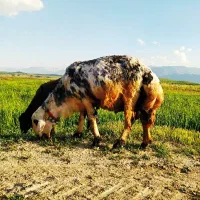 شیشک قورچ پلنگی