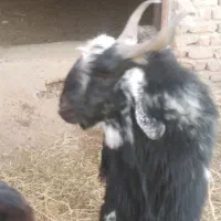 کهری نر چاق|حیوانات مزرعه|کرمان, |دیوار