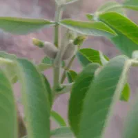 باغشهری ۱۰۰۰ متری دارای آب و برق در منطقه خانزنیان|فروش زمین و ملک کلنگی|شیراز, جانبازان|دیوار